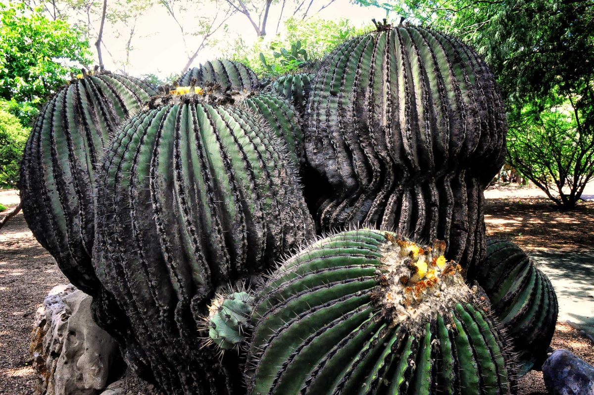 Alternativas para sustituir el acitrón en la rosca de Reyes