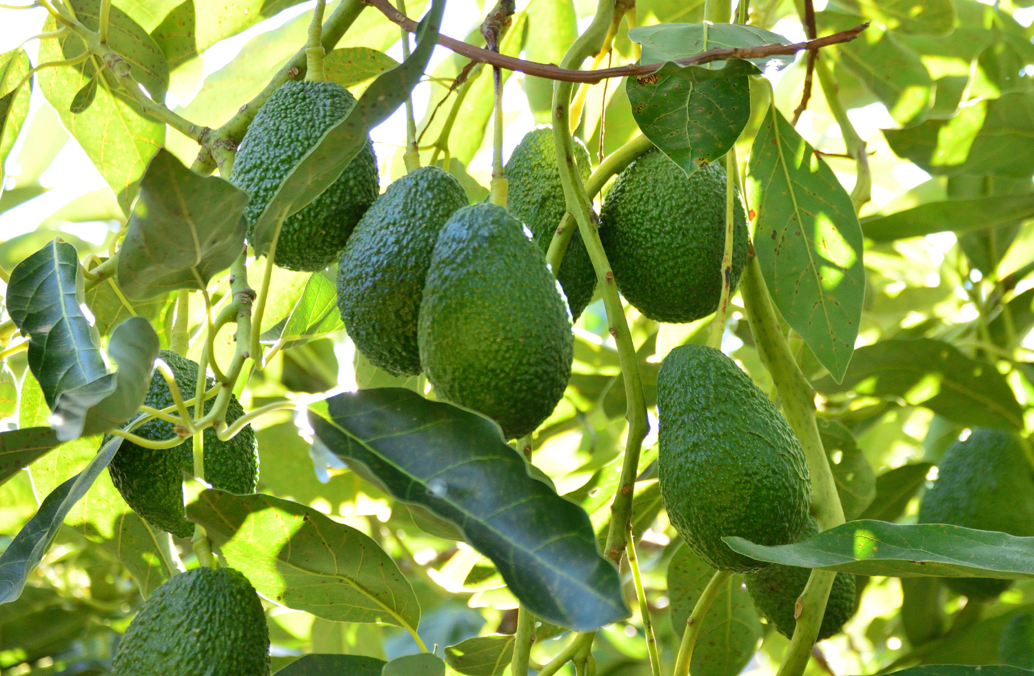 Hoja de aguacate