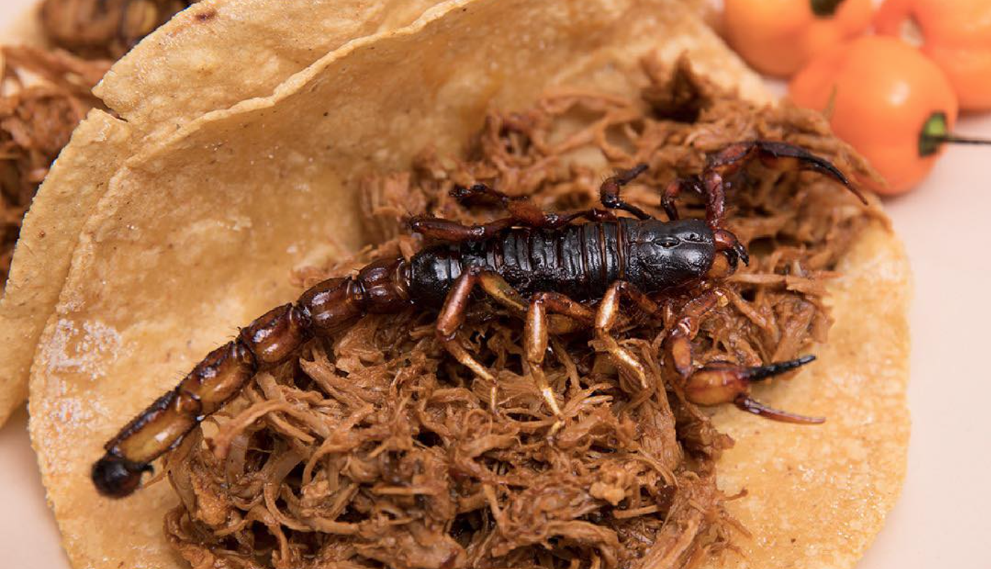 Bichópolis 2023: El festival de insectos comestibles llega a CDMX