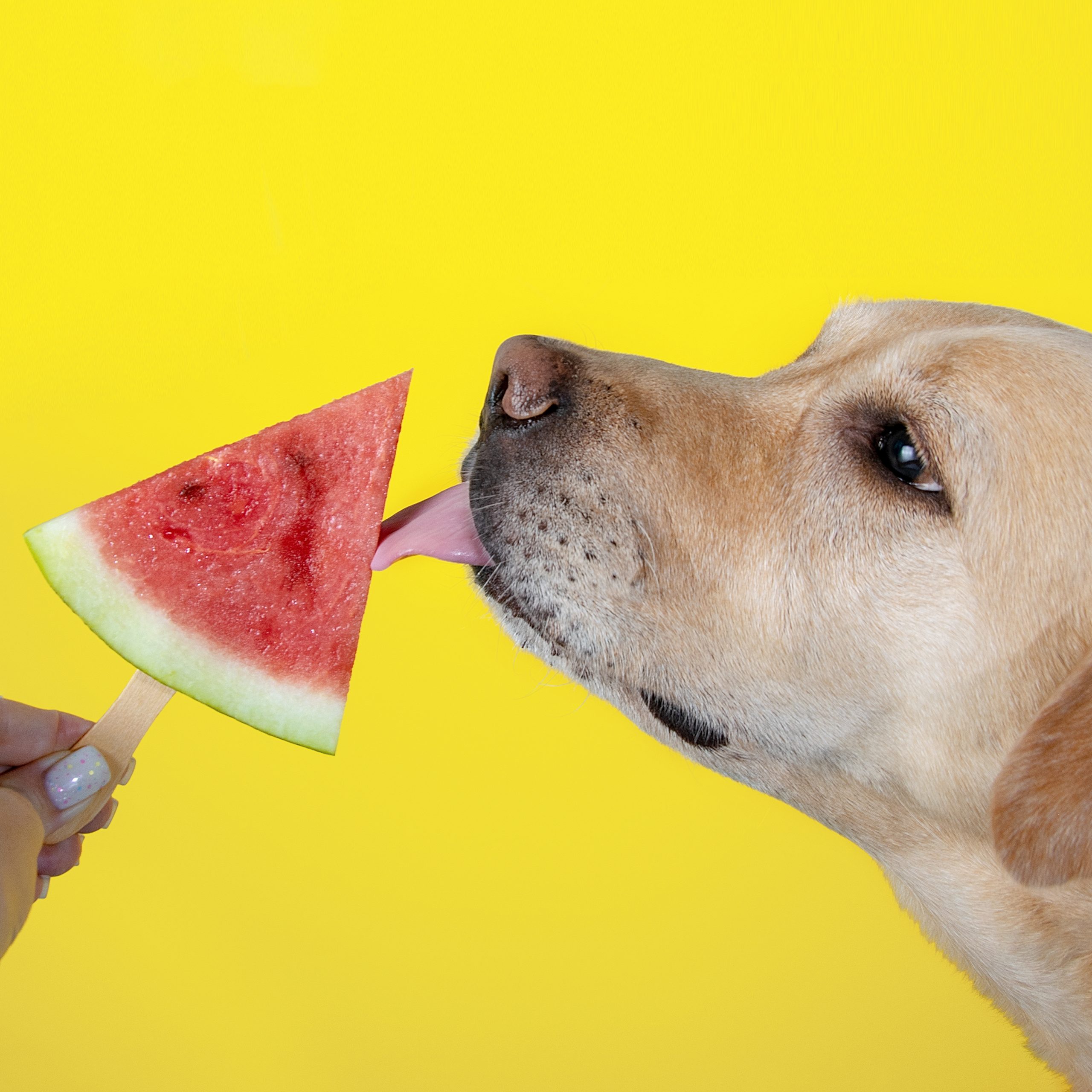 Ideas para mantener fresco a tu &#8216;lomito&#8217; en estos días de calor