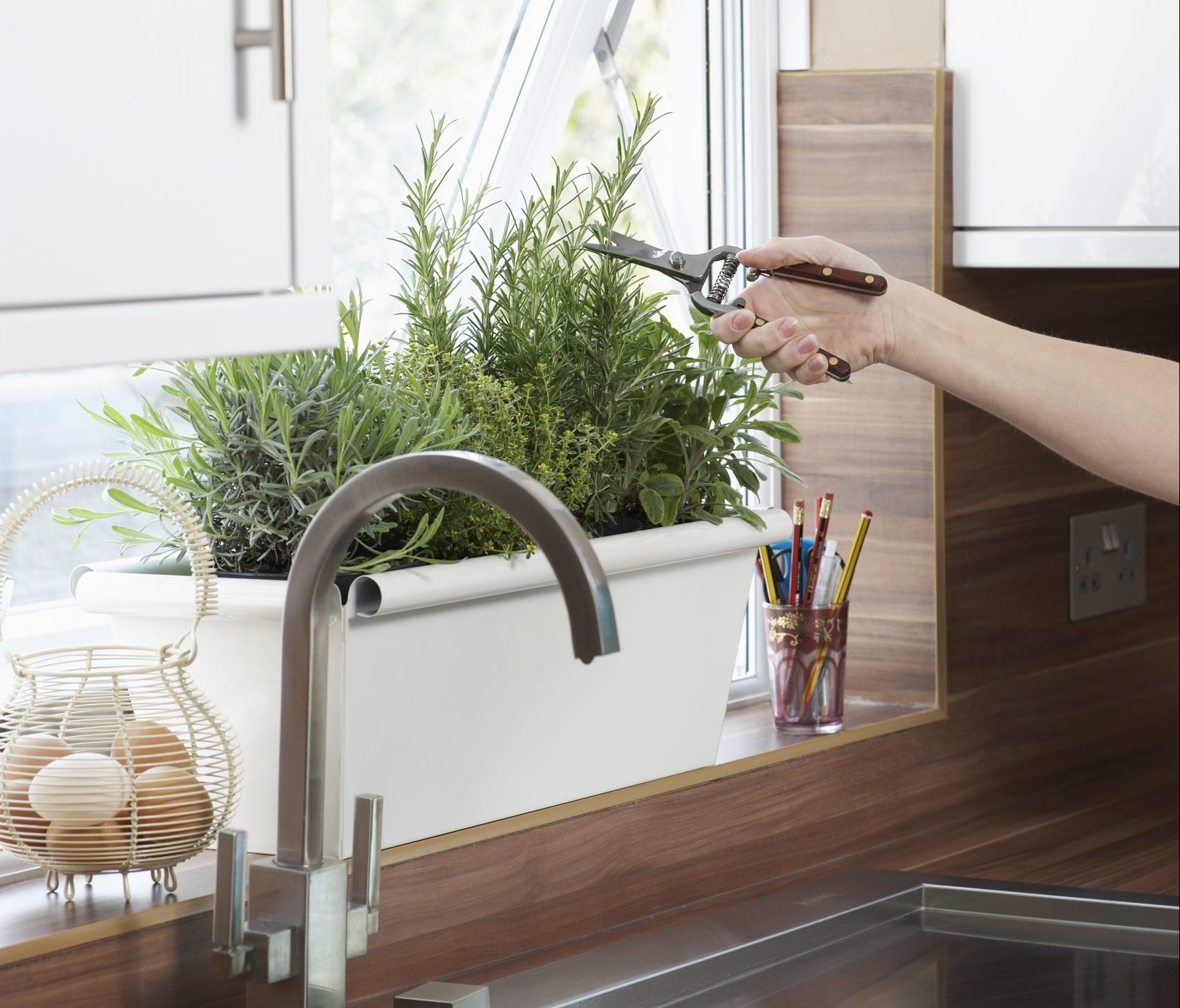 Romero en maceta: doble encanto para tu jardín y tu cocina