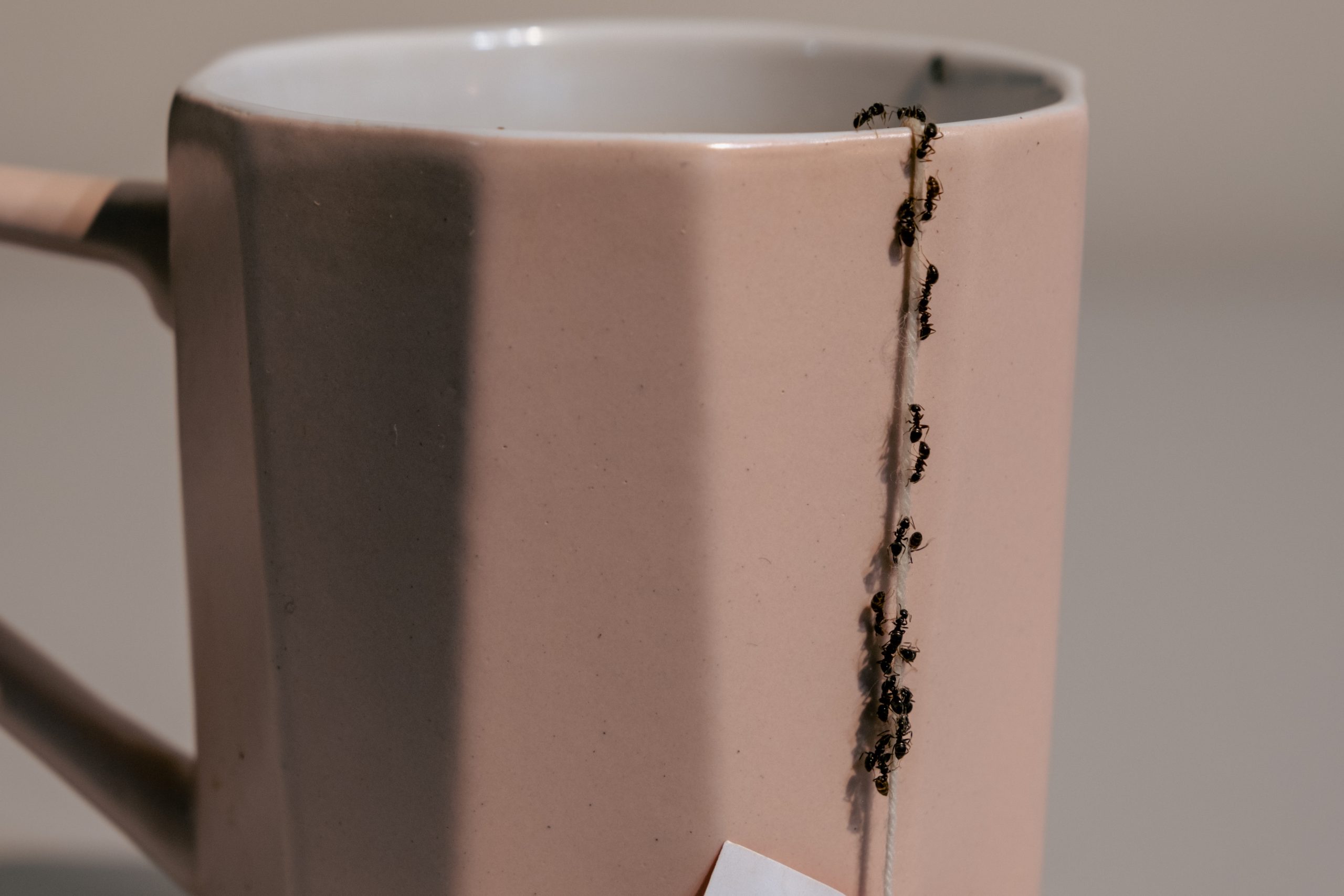 Consejos contra plagas: cómo mantener tu hogar libre de bichos de forma natural