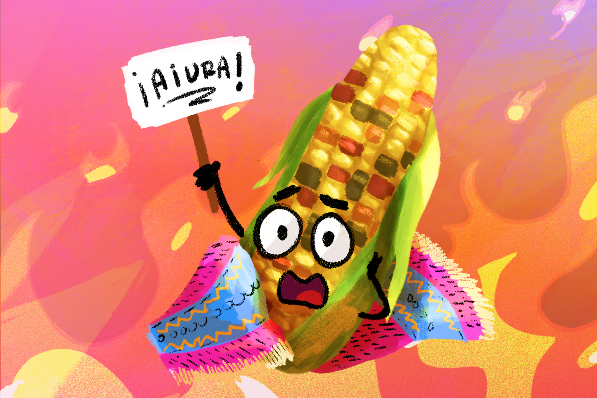 ¡Al rescate del maíz palomero mexicano! Conoce los esfuerzos para su preservación