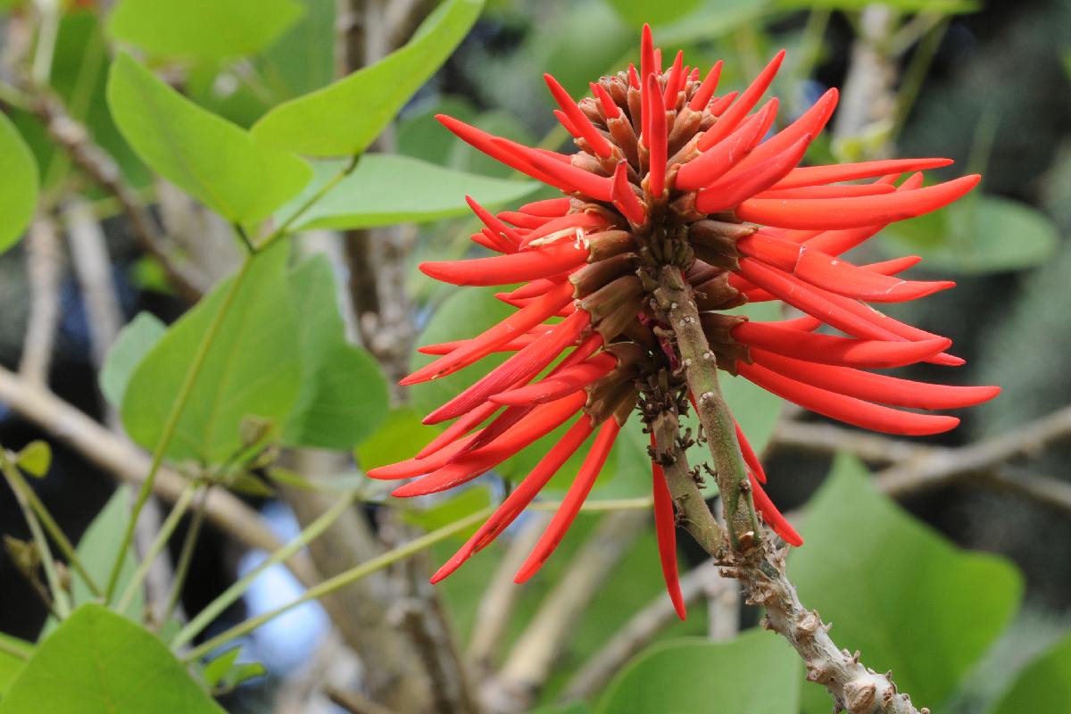 Árbol con la flor de colorín