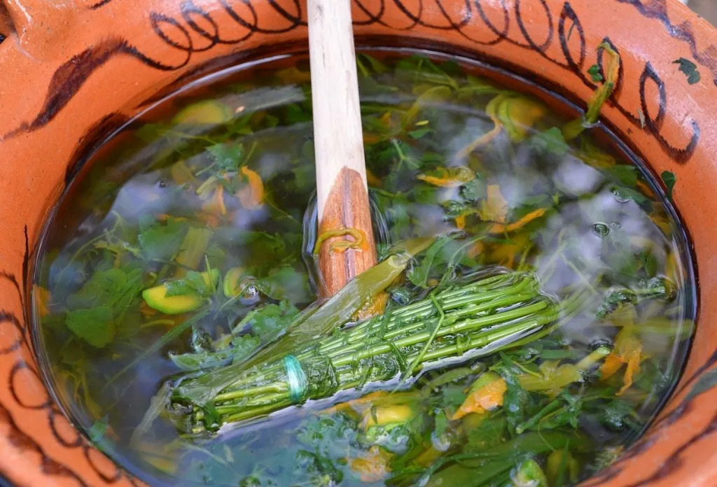 El chepiche es una hierba aromática muy importante en Oaxaca