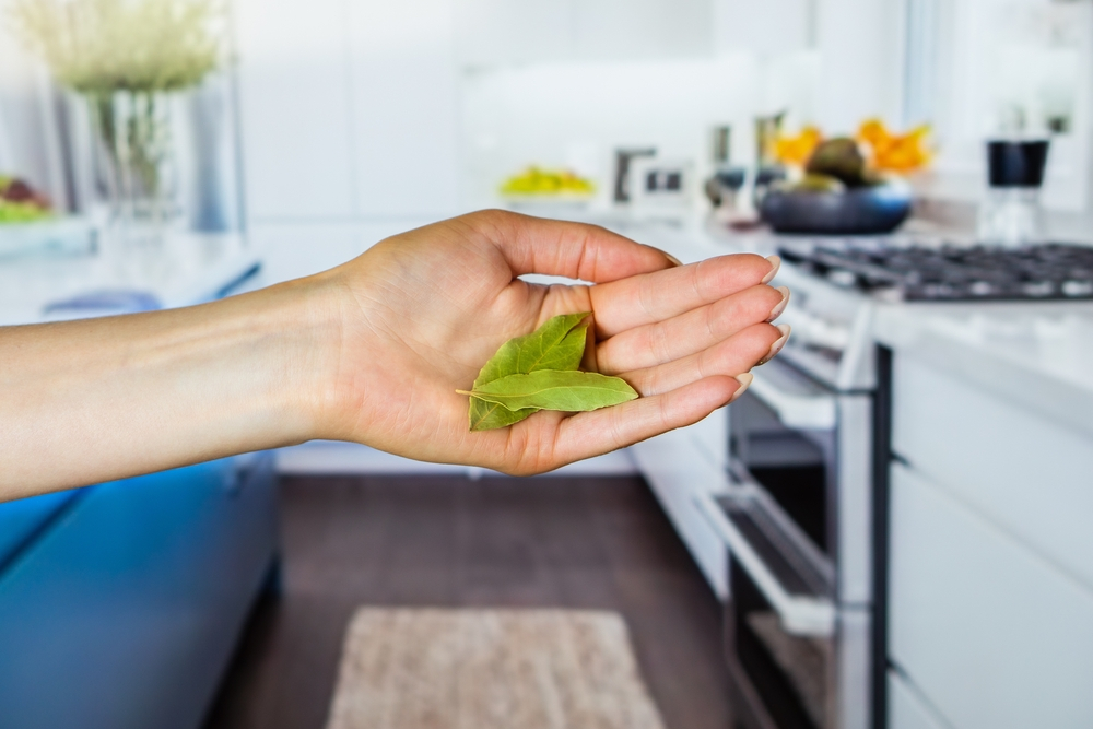 Utiliza hojas de laurel para ahuyentar moscas, mosquitos. y hasta cucarachas de tu casa
