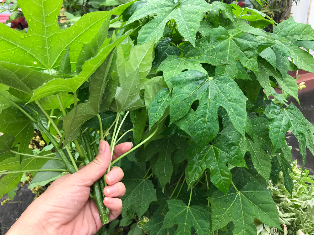 Qué es la chaya, la "espinaca maya" que le da vida a la gastronomía yucateca