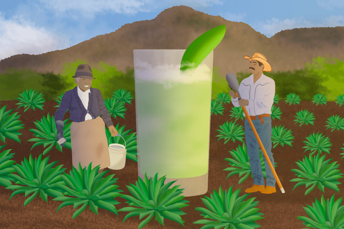 La reina de Jalisco: La raicilla, una bebida espirituosa