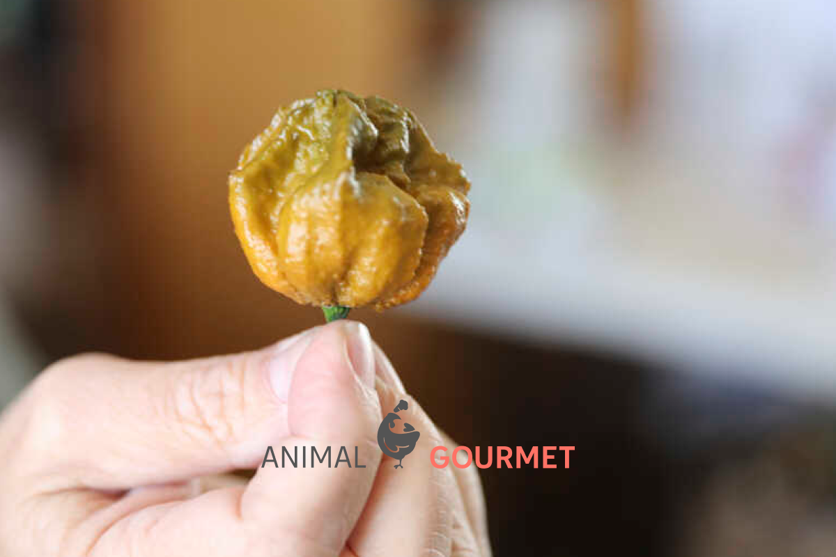 Este es el nuevo chile más picante del mundo: Pepper X