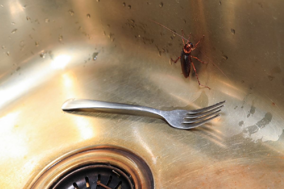 Cómo usar las claras de huevo para eliminar las cucarachas: solución muy eficiente