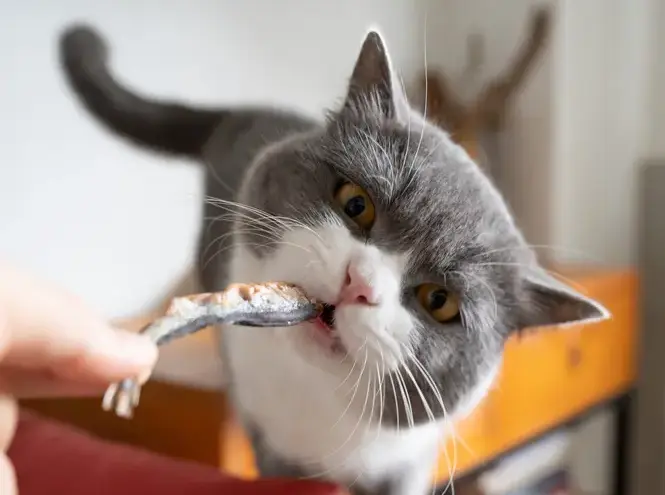 Charales: el &#8216;snack&#8217; saludable para perros y gatos que estabas buscando