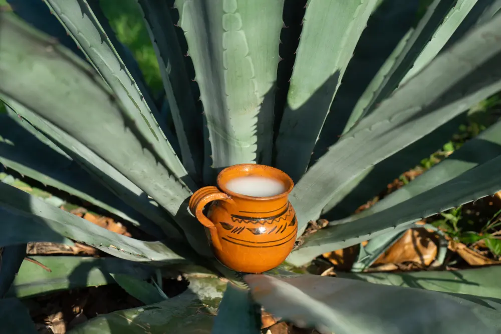 Pulque, mezcal y antojitos hasta para regalar: prepárate para el Festival de la Gastronomía Típica y Mezcal 2024