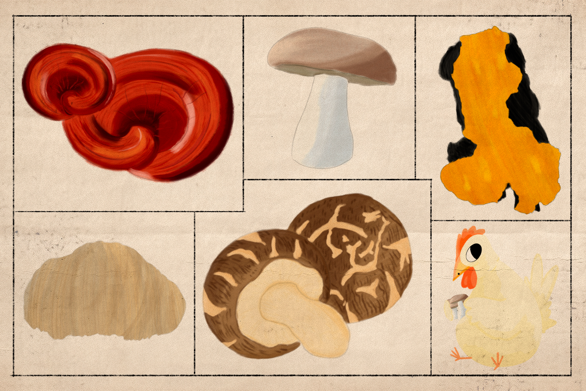 Hongos adaptógenos | Ilustración: Darien Cruz @darien_cl