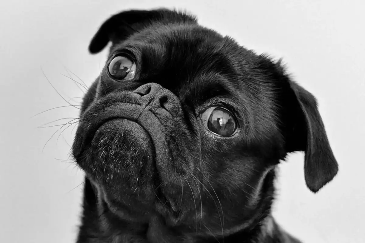 carne de perro será prohibida en Corea del Sur