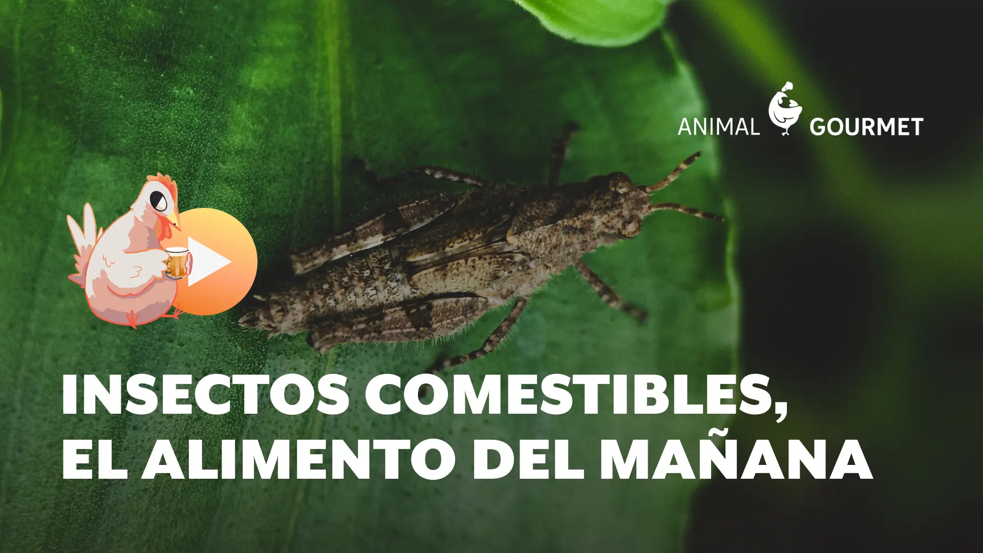 Insectos comestibles, el alimento del mañana