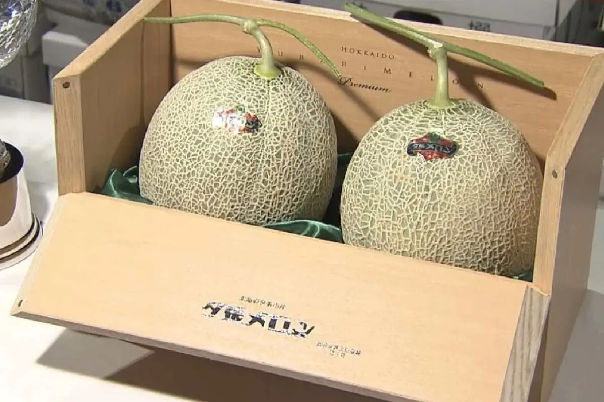 El melón de yubari se cultiva en la isla Hokkaido y es uno de los alimentos más caros del mundo.