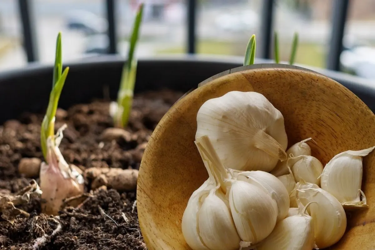 Así puedes cultivar ajos en macetas ¡nunca volverá a faltar en tu cocina!