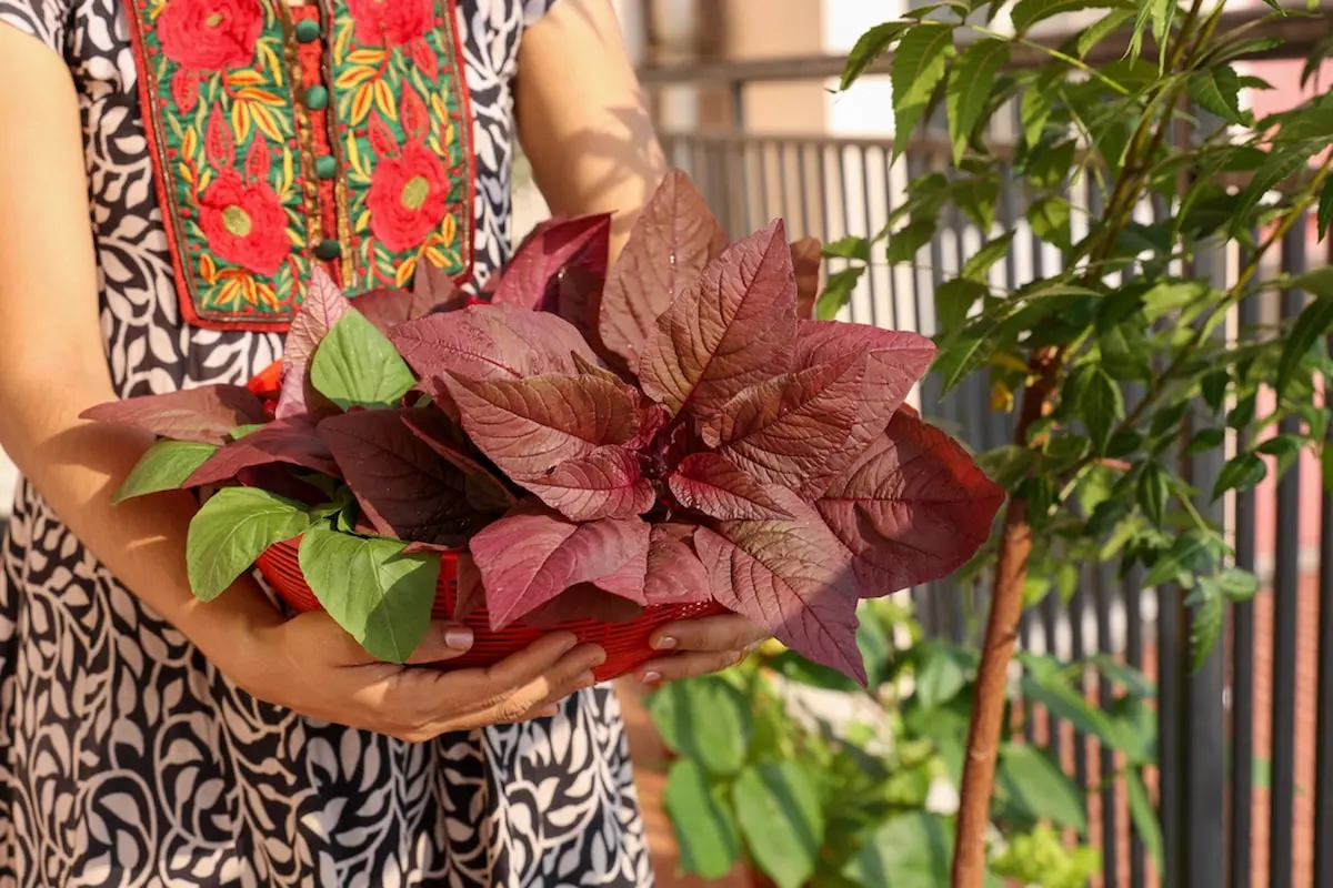 Cómo cultivar espinacas en una maceta: frescas y a la mano para cocinar