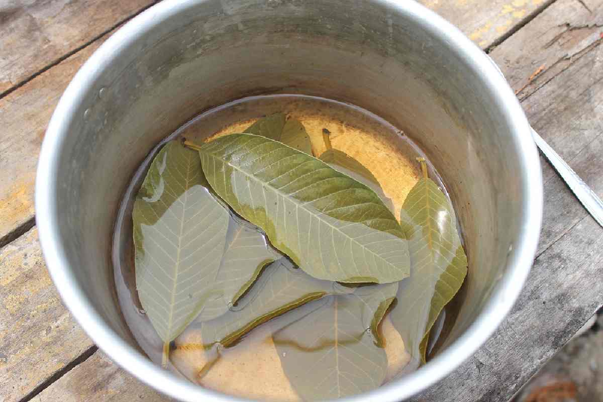 Té de hojas de guayaba para desinflamar en un dos por tres