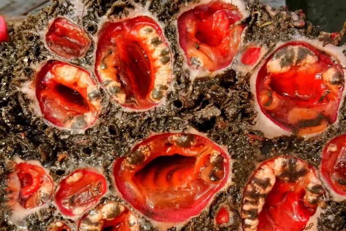 ¿Qué es el piure? Marisco que parece sacado de una película de terror