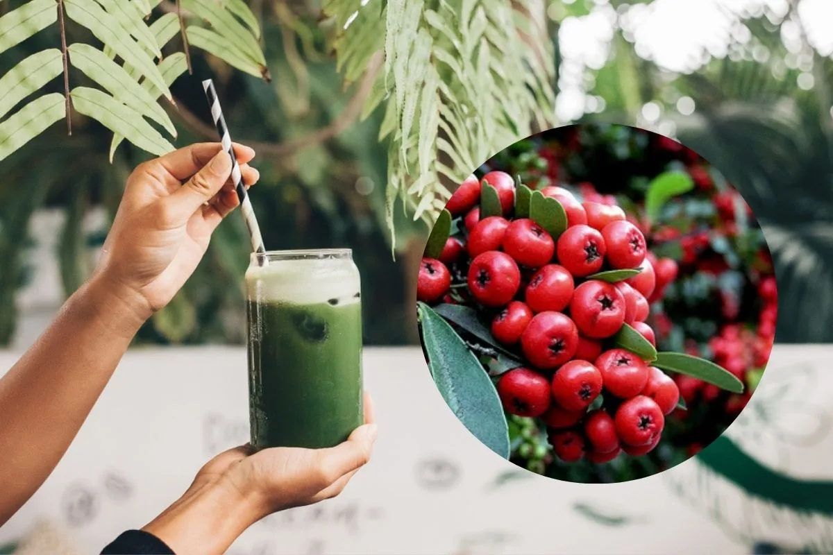 Agua de alfalfa, pingüica y piña: una bomba fresca y depuradora