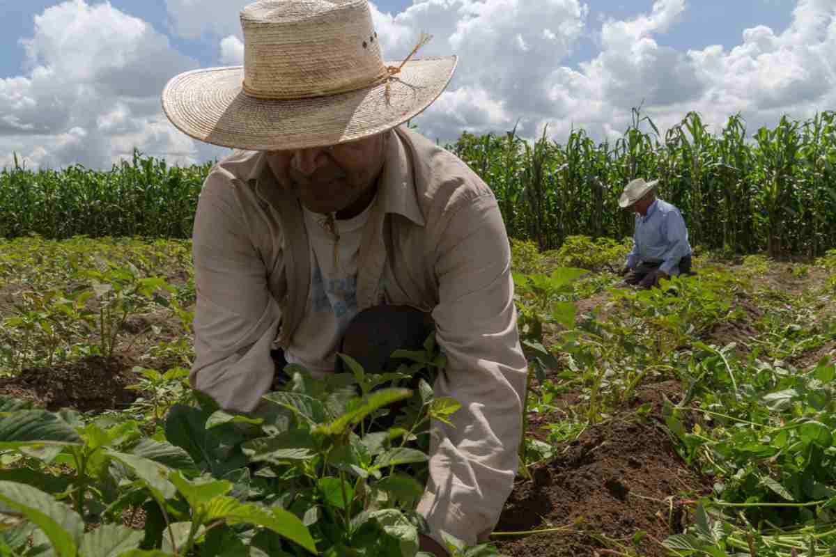 Aprueban Ley General de Alimentación Adecuada y Sostenible ¿De qué trata?