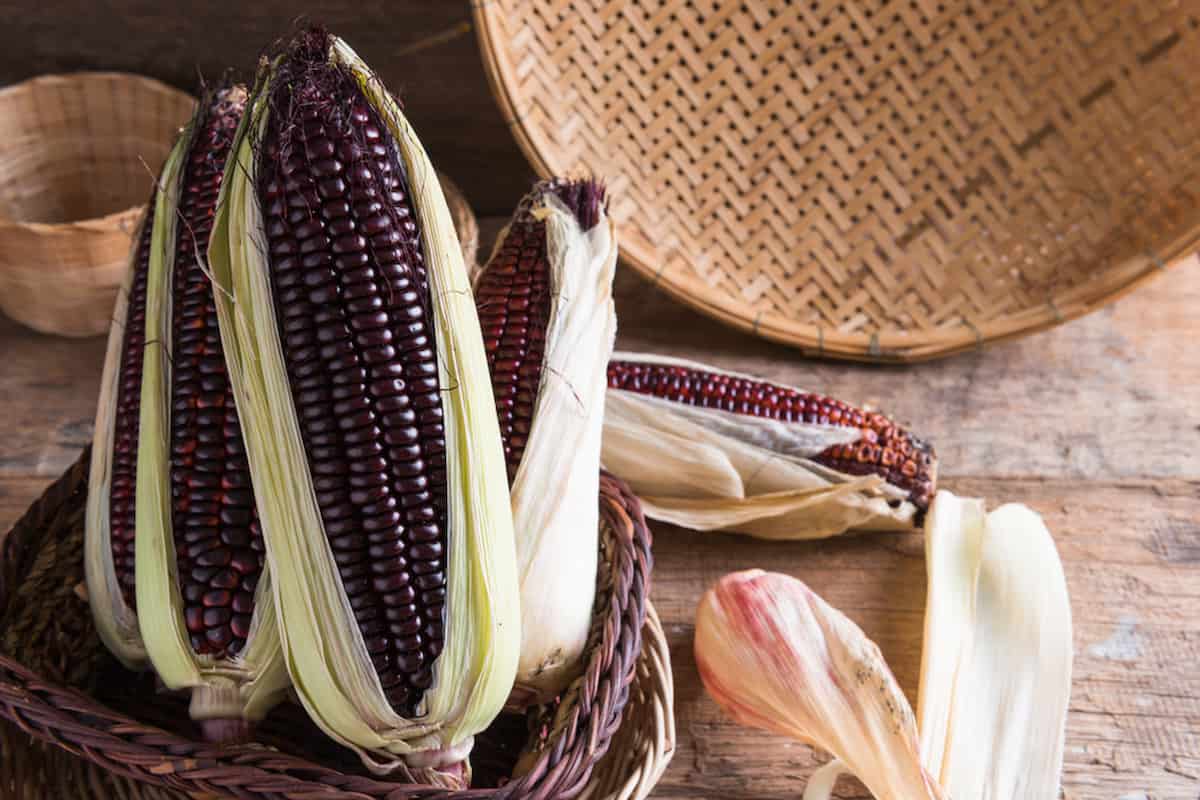 "Sicainito": nueva variedad de maíz morado resistente al cambio climático