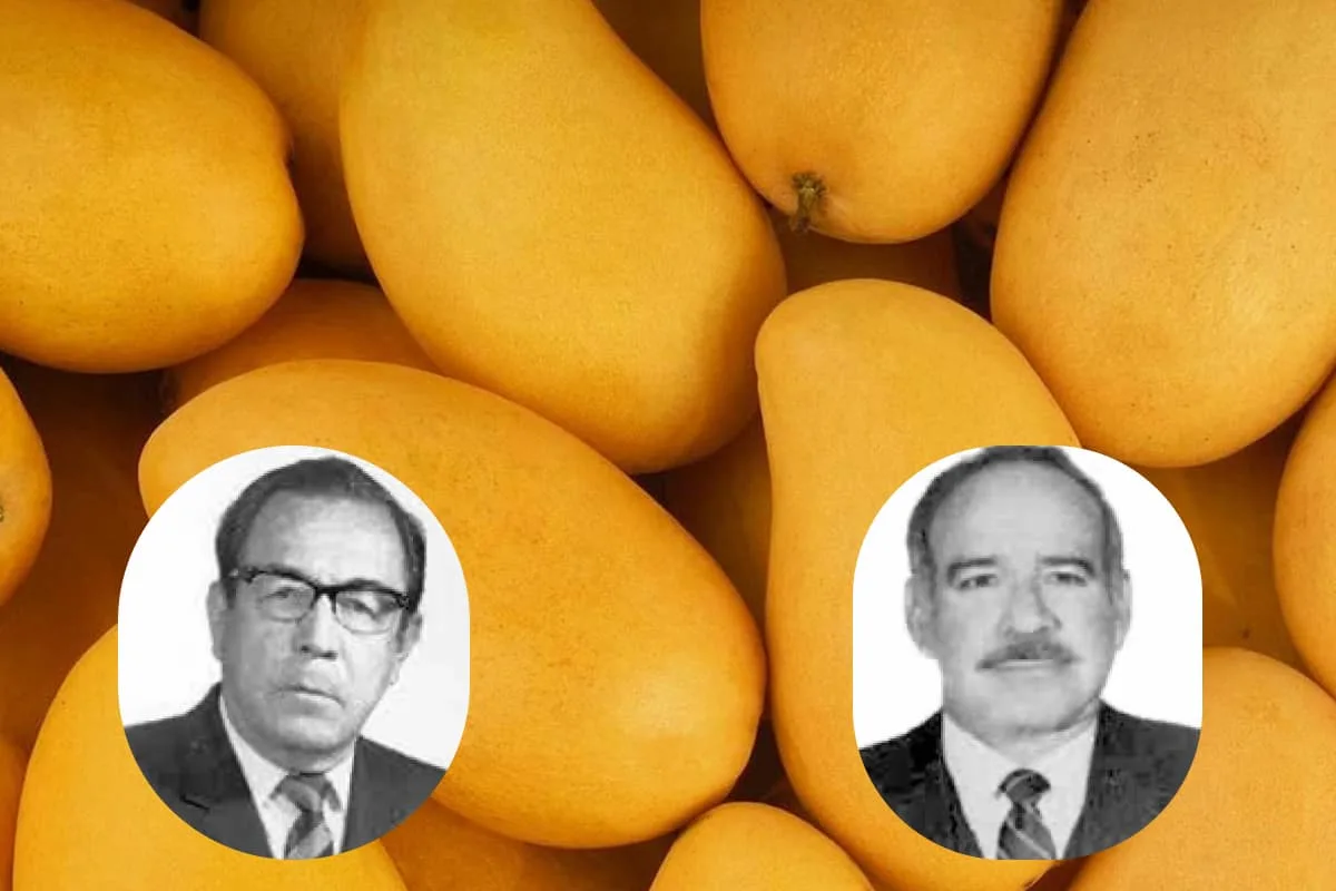La sorprendente historia del Mango Ataulfo, un producto 100% mexicano