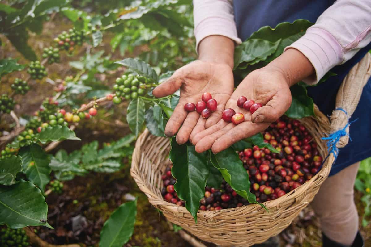¿Por qué cultivar café en el norte de México puede ser todo un reto?