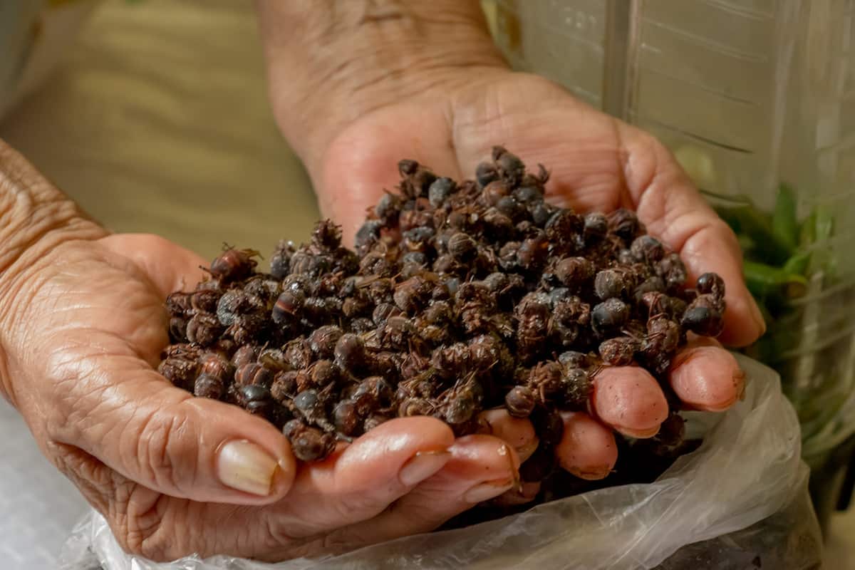 Insectos de la cocina prehispánica que se encuentran en peligro de desaparecer