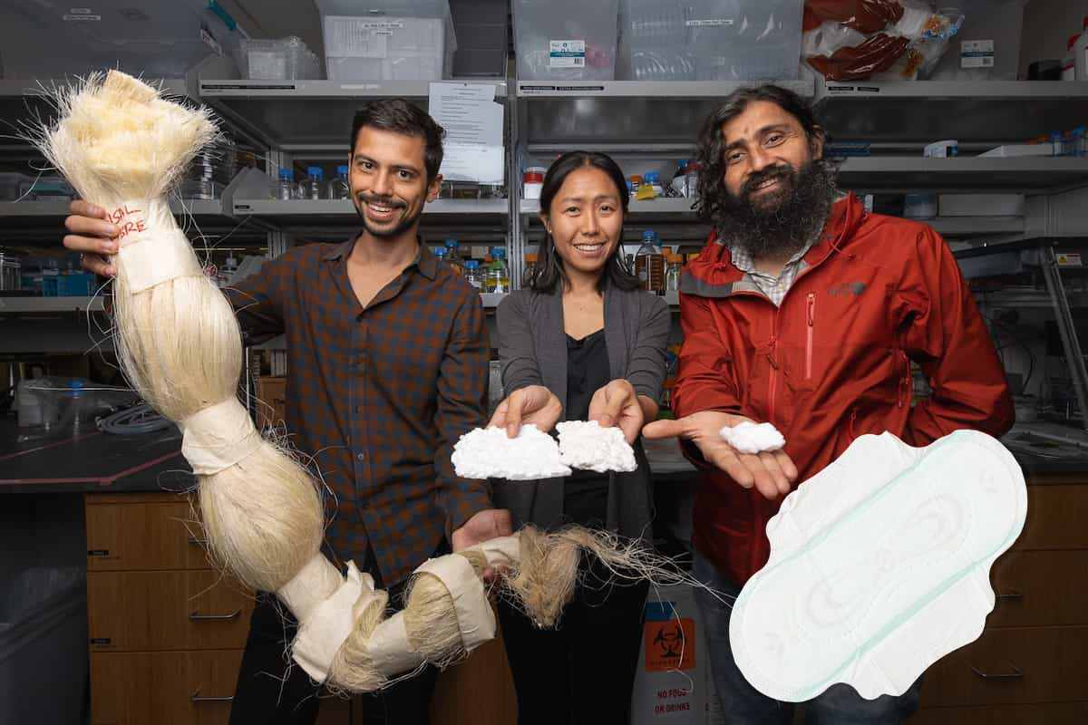 Crean toallas sanitarias con material derivado del agave (adiós derrames)