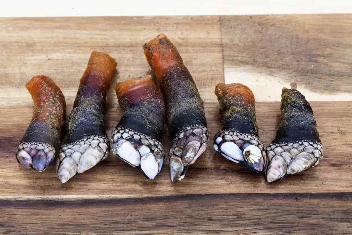 Percebes: el marisco más caro del mundo por su codiciado sabor