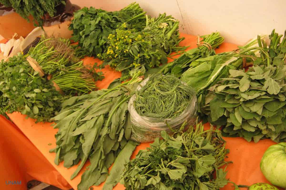 9 tipos de quelites que son parte de la cocina mexicana tradicional 