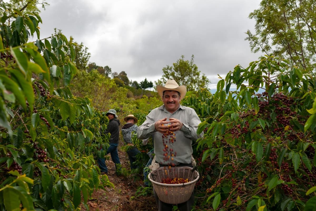 Café Guatemalteco: Explorando el Vínculo entre la Tradición Cafetalera y el Desarrollo Económico