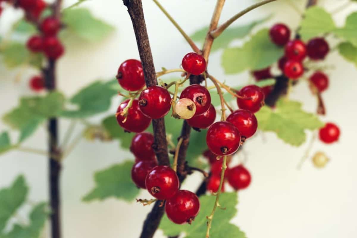 Las plantas de grosella son resistentes, robustas y muy productivas. Llegan a medir una altura de entre 1,5 a 2 metros. Producen unos 4 o 5 kilos de grosellas por planta cada año. / Foto: Pexels