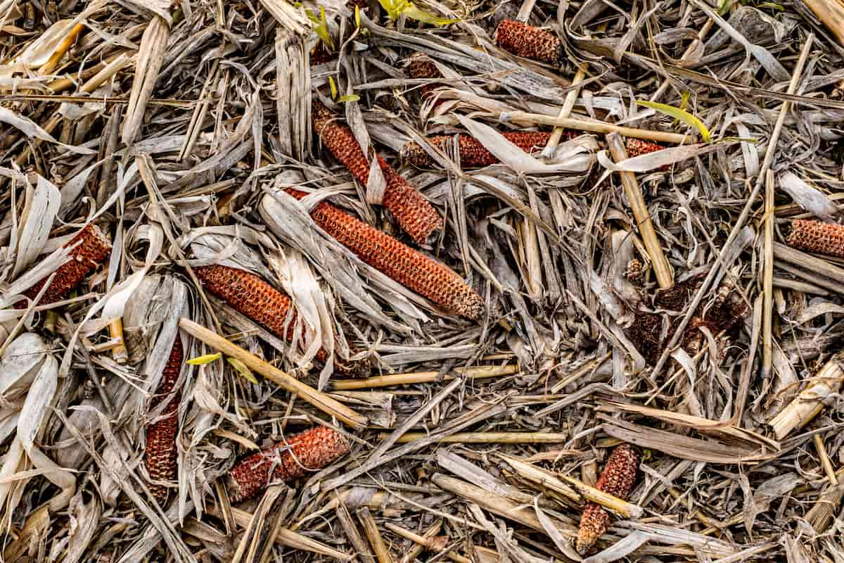 Sostenibilidad: Mexicanos quieren convertir desechos agrícolas en conservadores