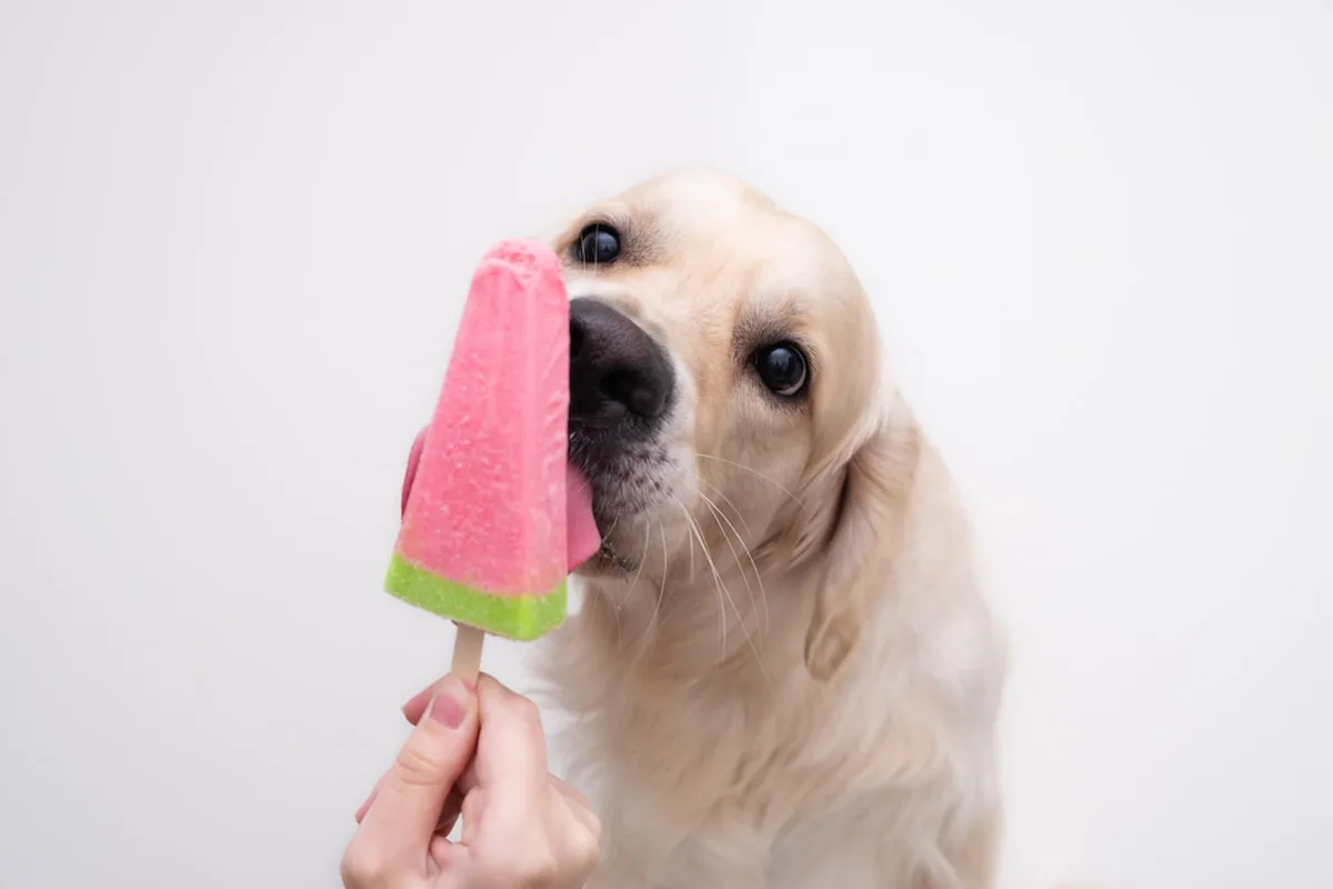 3 recetas fáciles de paletas de hielo para perros (sin comprometer su salud)