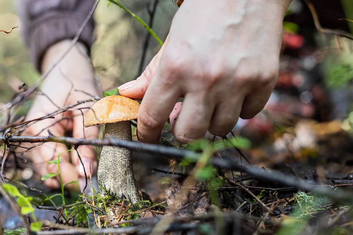Festival del Hongo 2024 en Amecameca: respeto a una tradición milenaria