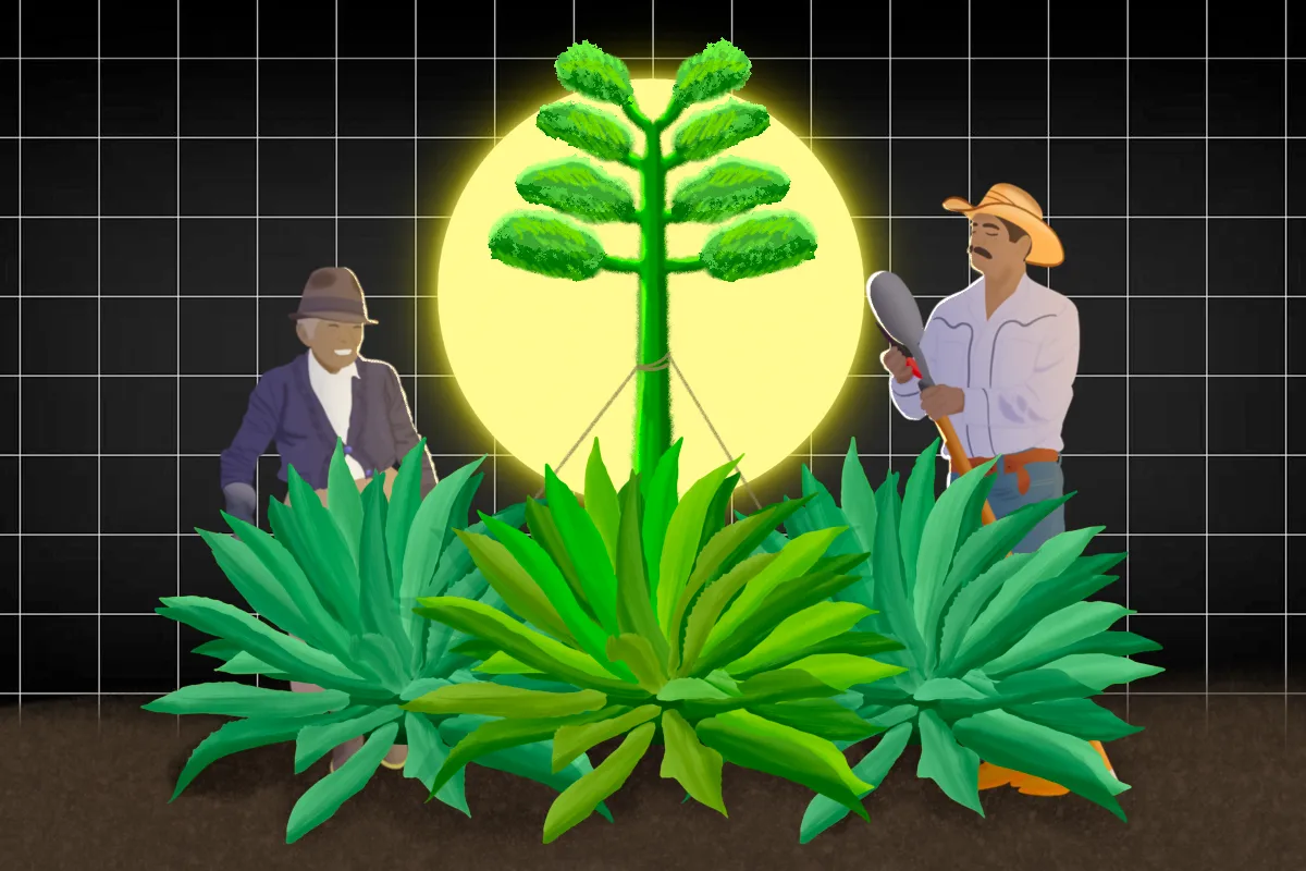 Conservación del Agave: Proyecto LAM y el Futuro del Mezcal