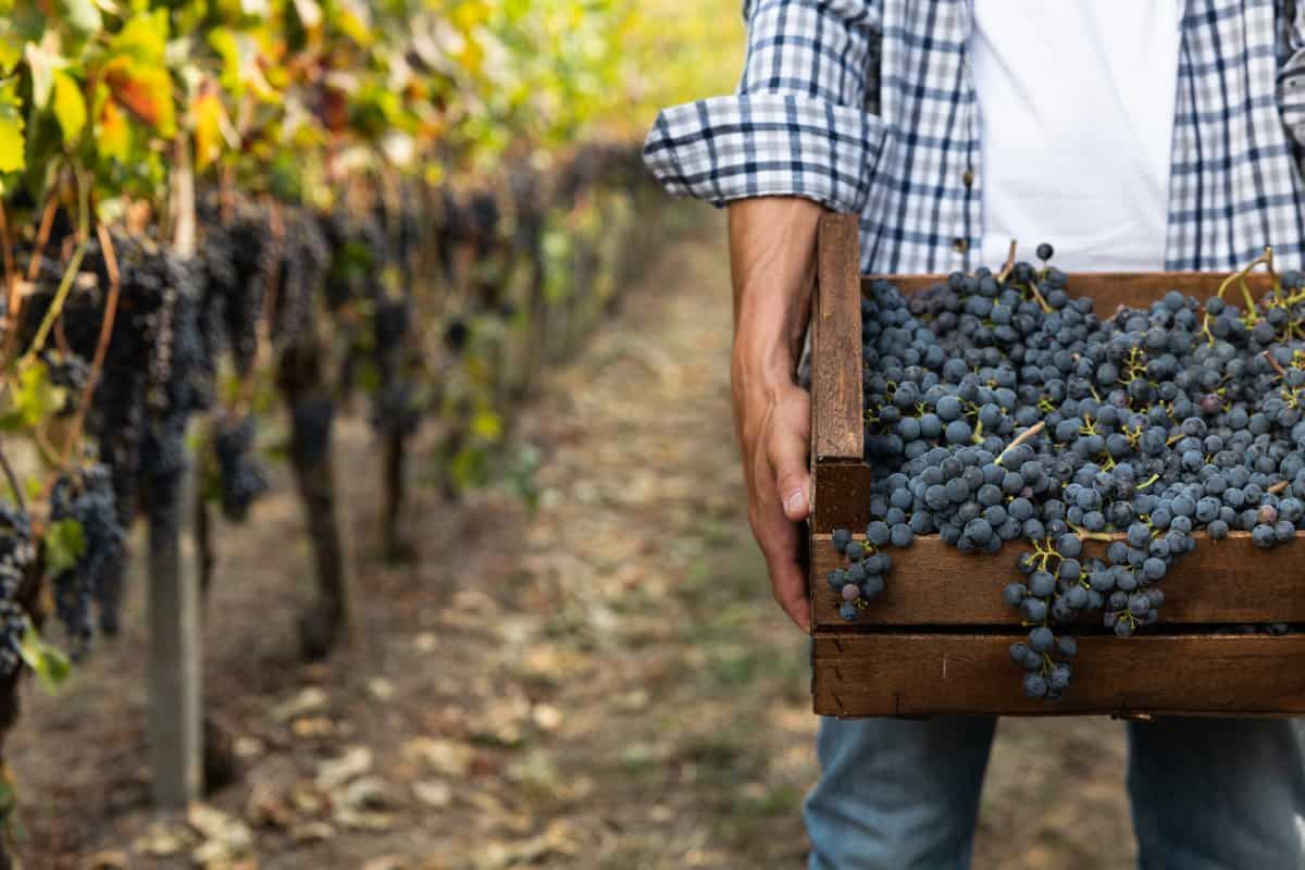 Vino Orgánico, Biodinámico y Natural: ¿Cómo diferenciarlos y por qué?