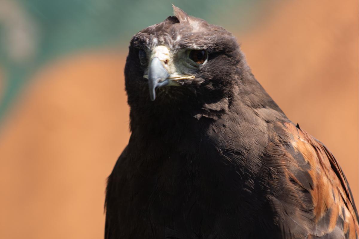 Aguililla de Harris, el ave responsable del control animal en los viñedos