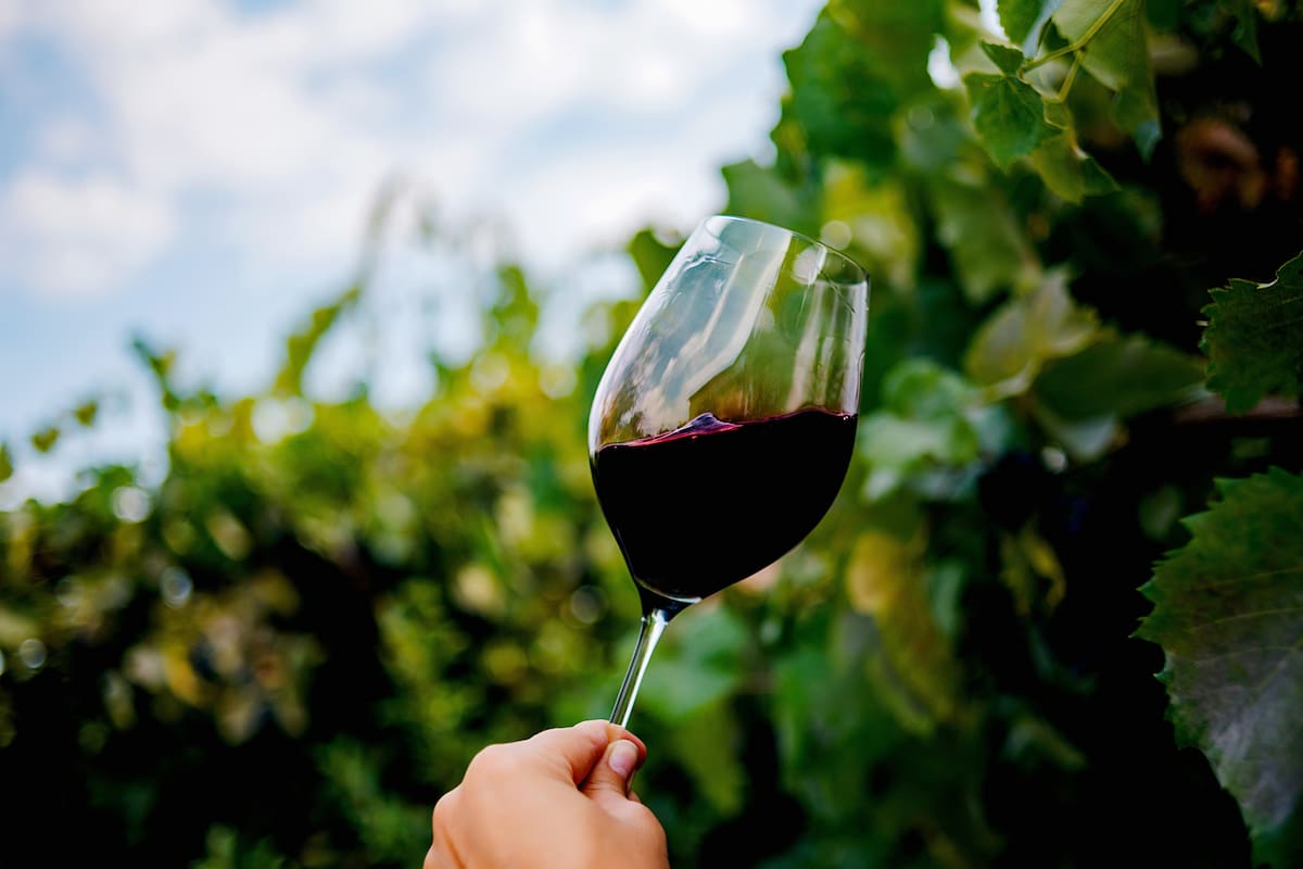 Vendimia 2024 en Baja California: Actividades para disfrutar del mejor vino