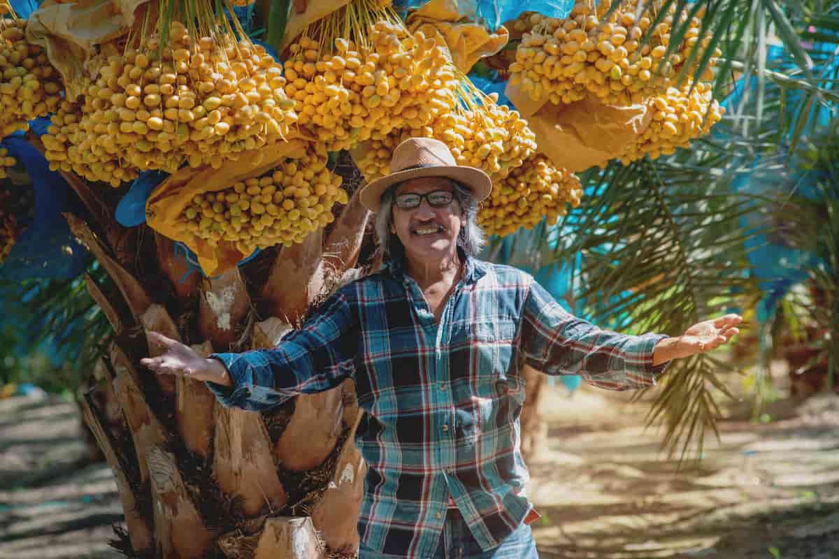Los dátiles producidos en Mexicali