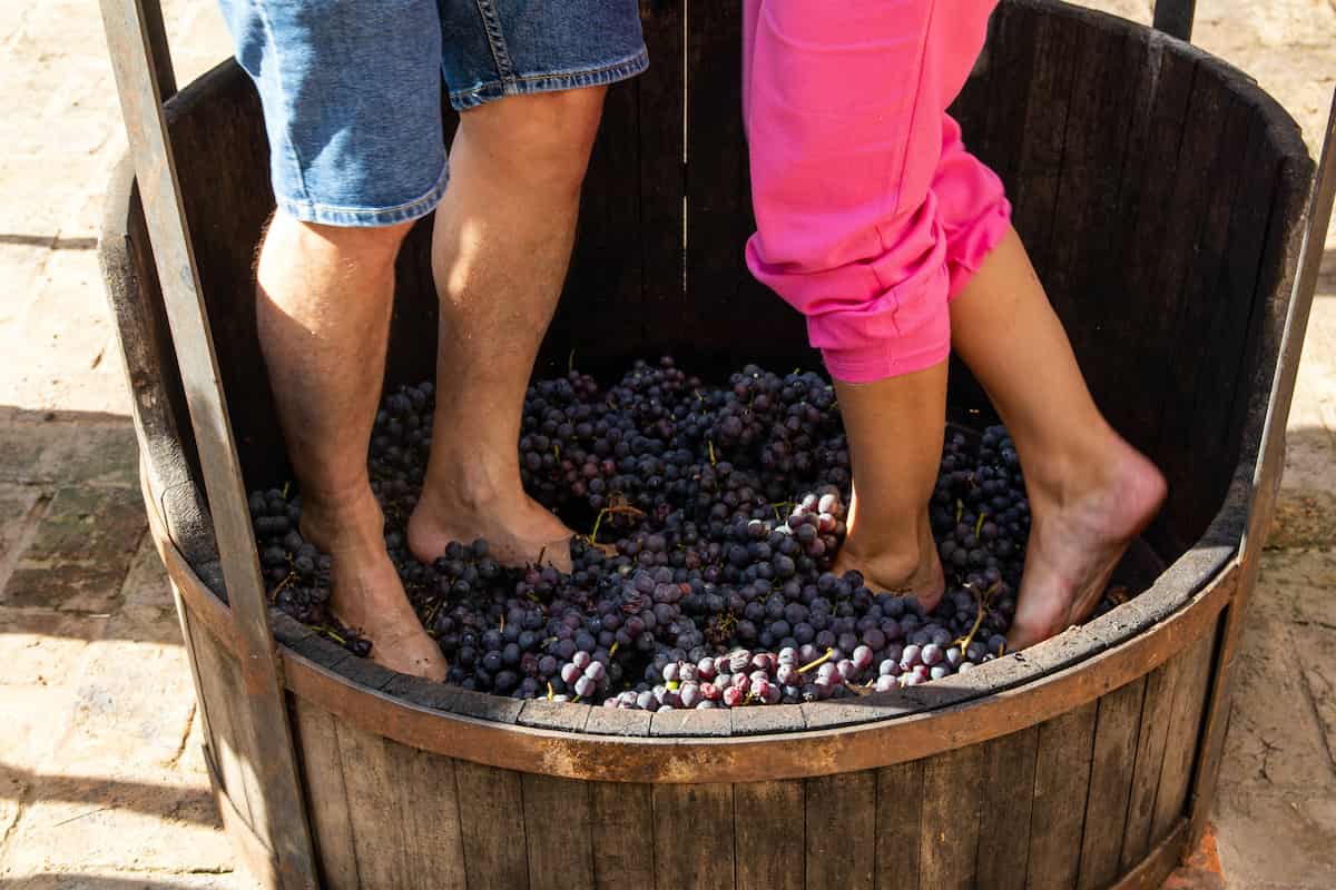 Pisa de uvas: Una tradición que acerca a nuevas generaciones con el vino