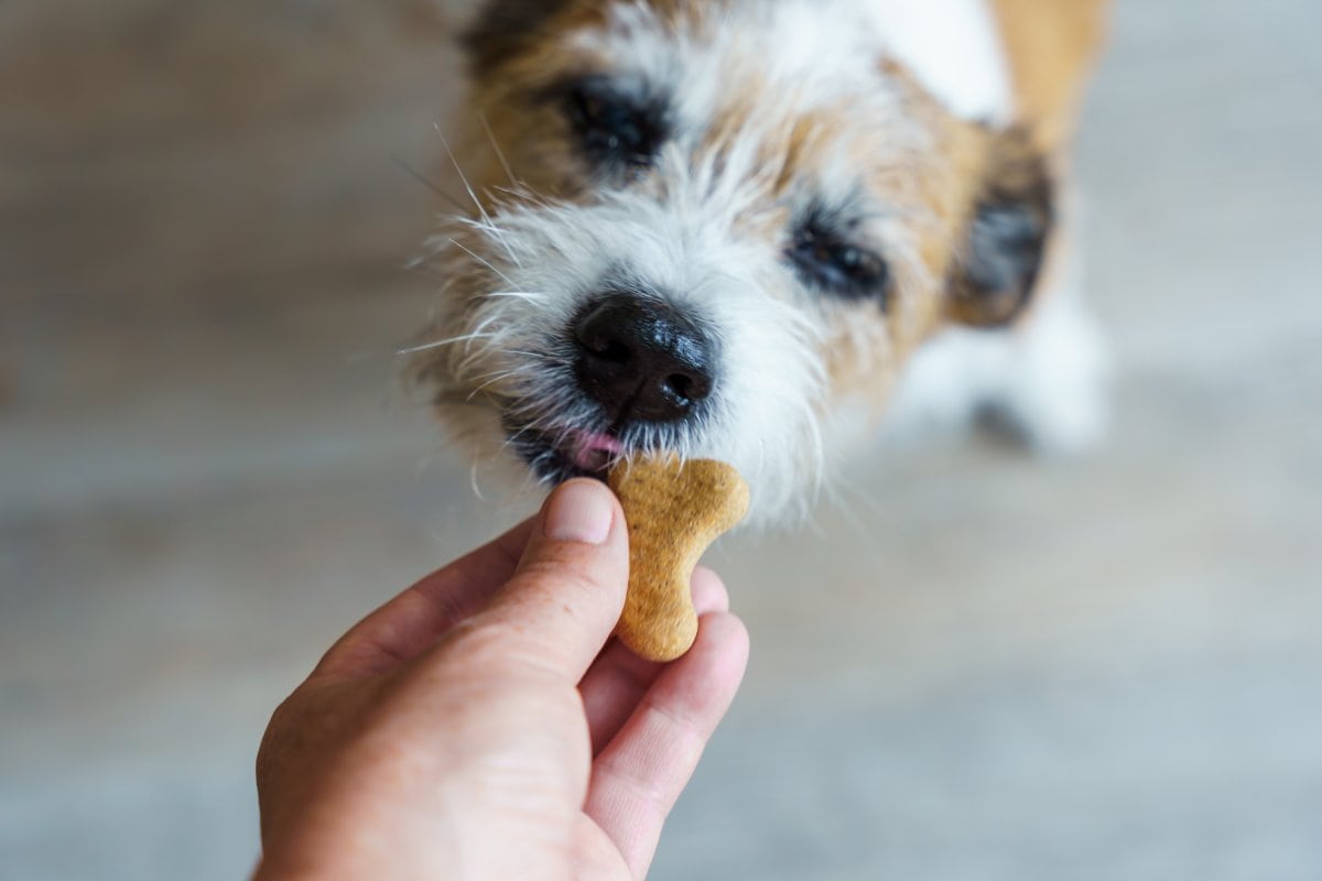 Croquetas caseras para Perros: ¡Mima a tu peludito con esta receta!