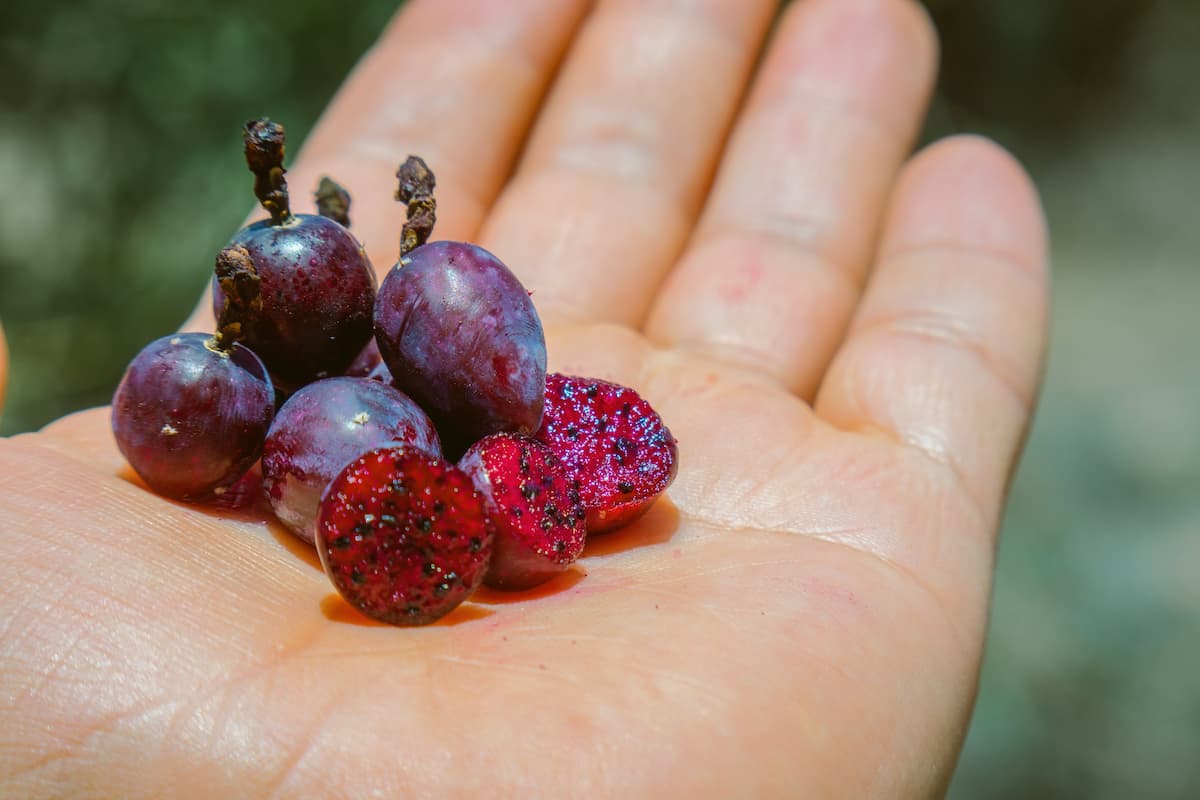 Garambullo: fruto del semidesierto mexicano con antioxidantes y muchos otros beneficios 