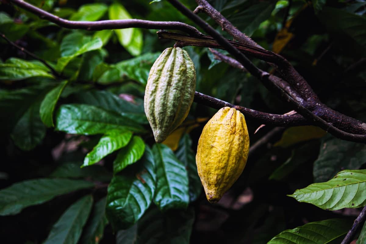 El cacao, uno de los cultivos más importantes del mundo, está enfrentando serias amenazas debido al cambio climático