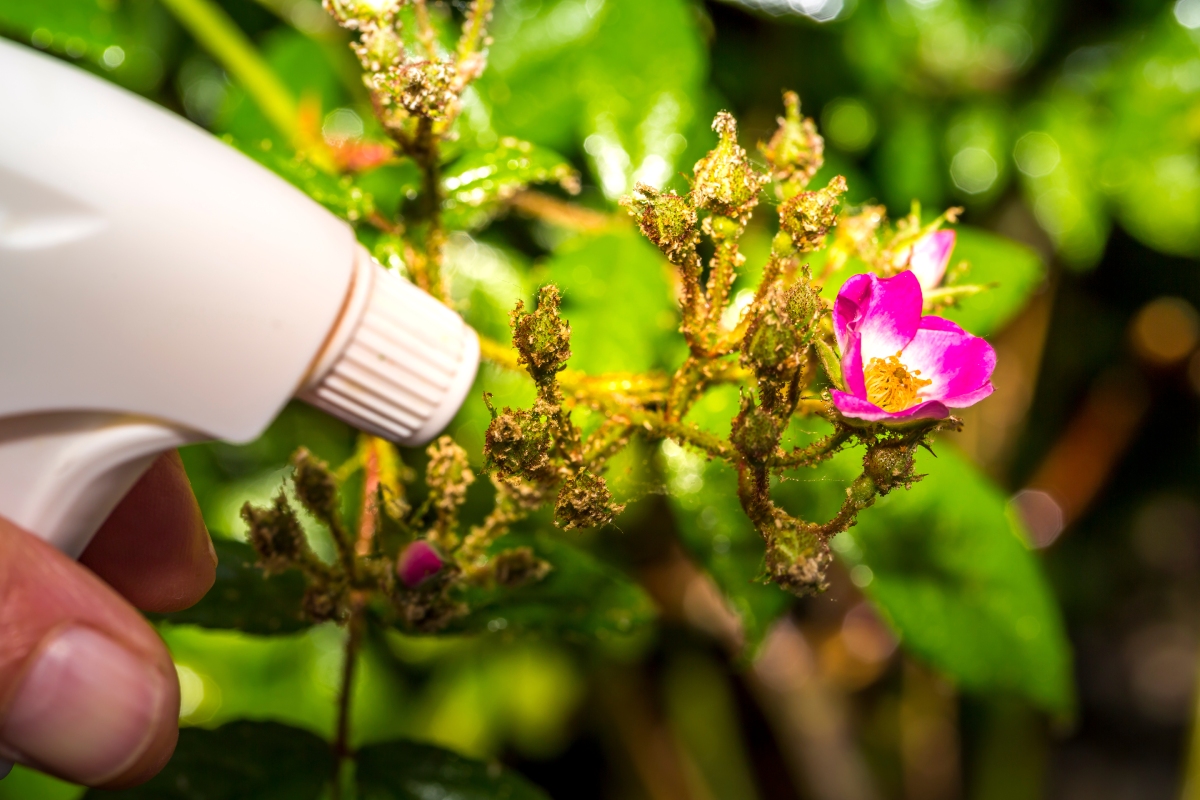 El vinagre blanco es un remedio casero eficaz para el jardín y las plantas