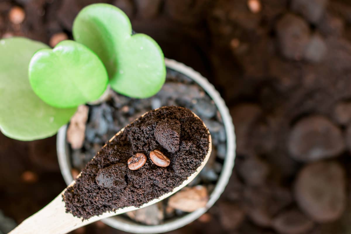 ideas para utilizar el café sobrante líquido y molido