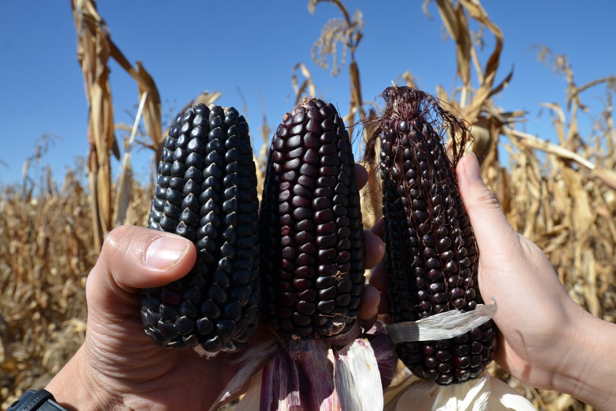 Molino Campo Noble: Tortillería mexicana en Japón que usa maíz nixtamalizado